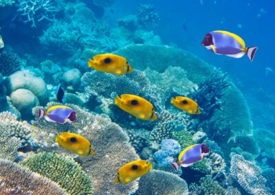 poisson sous les eaux turquoises de maurice