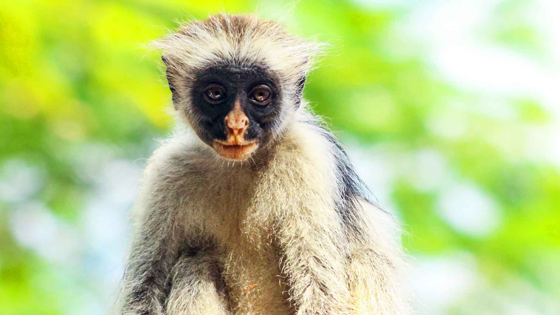 monkey in Tanzania