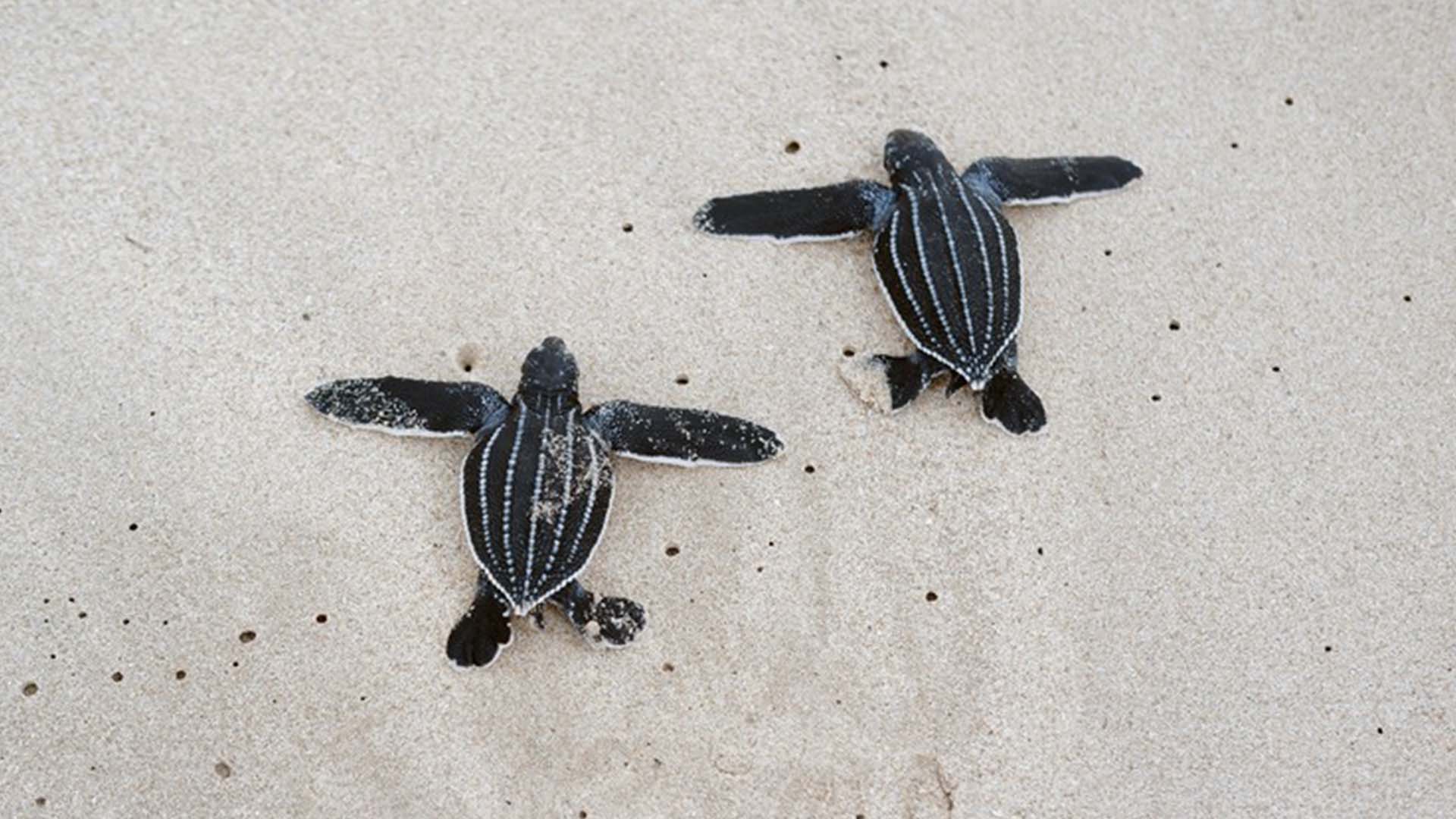 BABY TURTLES